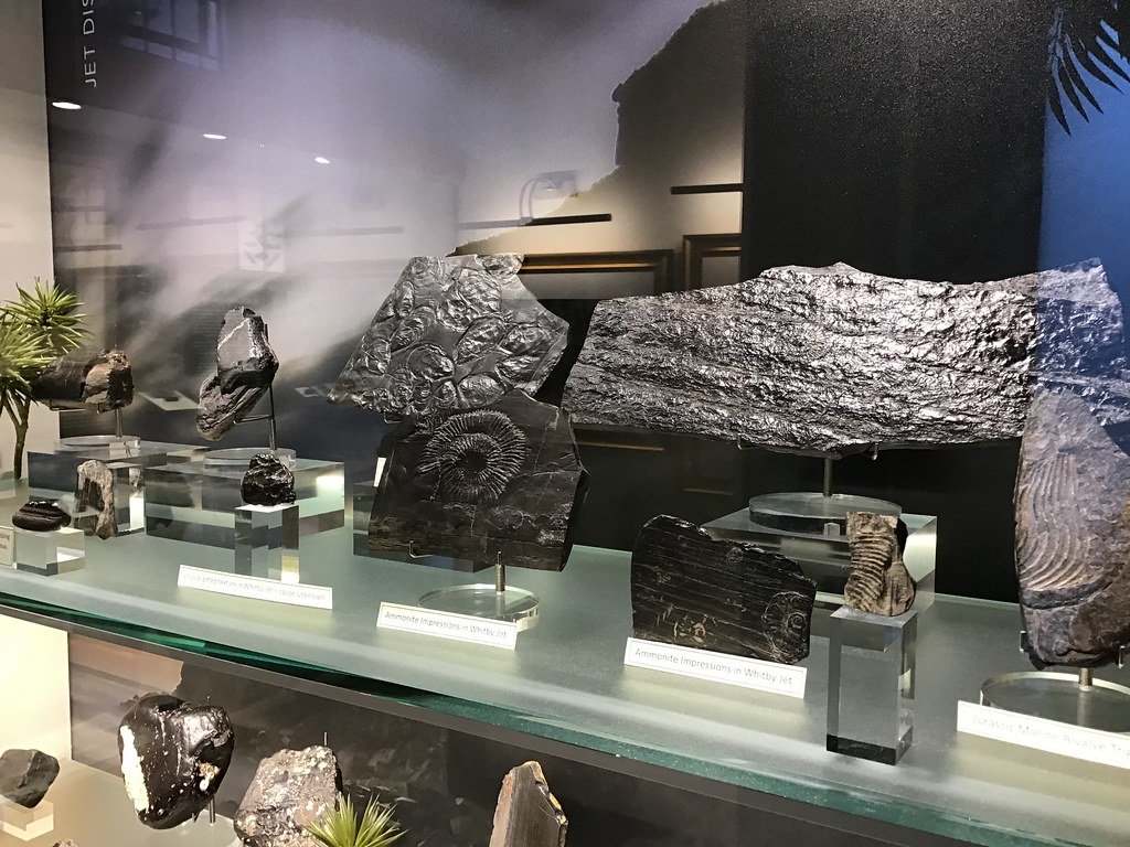 From Field to Museum: The Life of a Fossil After It's Found