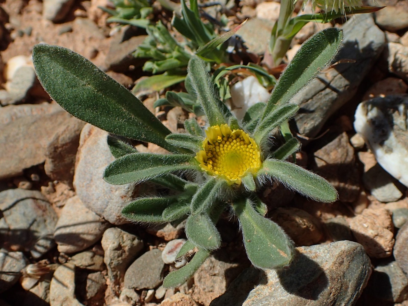 The Science Behind Plant Death and Resurrection (image credits: By Krzysztof Ziarnek, Kenraiz, CC BY-SA 4.0, https://commons.wikimedia.org/w/index.php?curid=67521740)