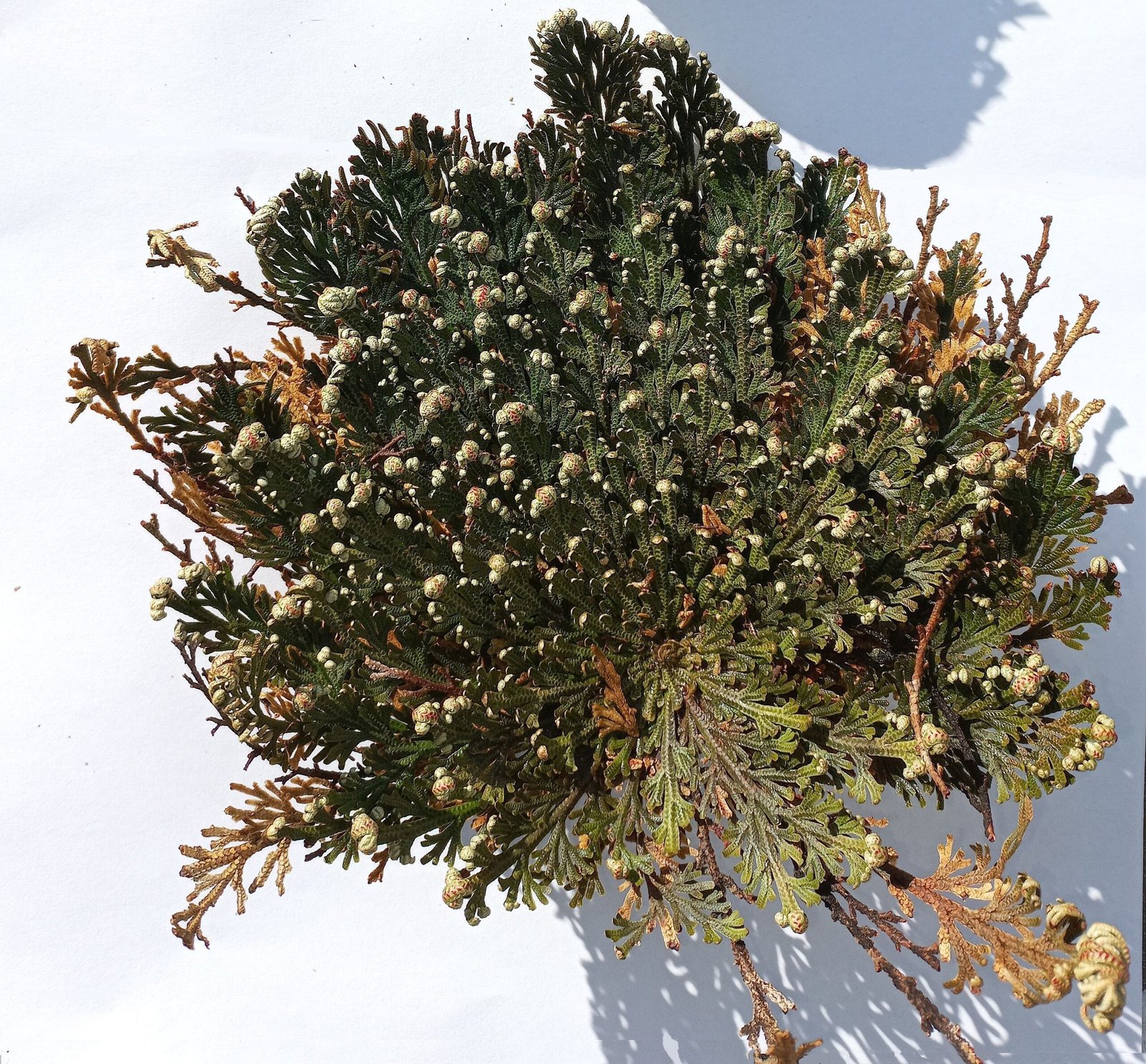 The Rose of Jericho: Desert's Most Famous Resurrection (image credits: wikimedia)