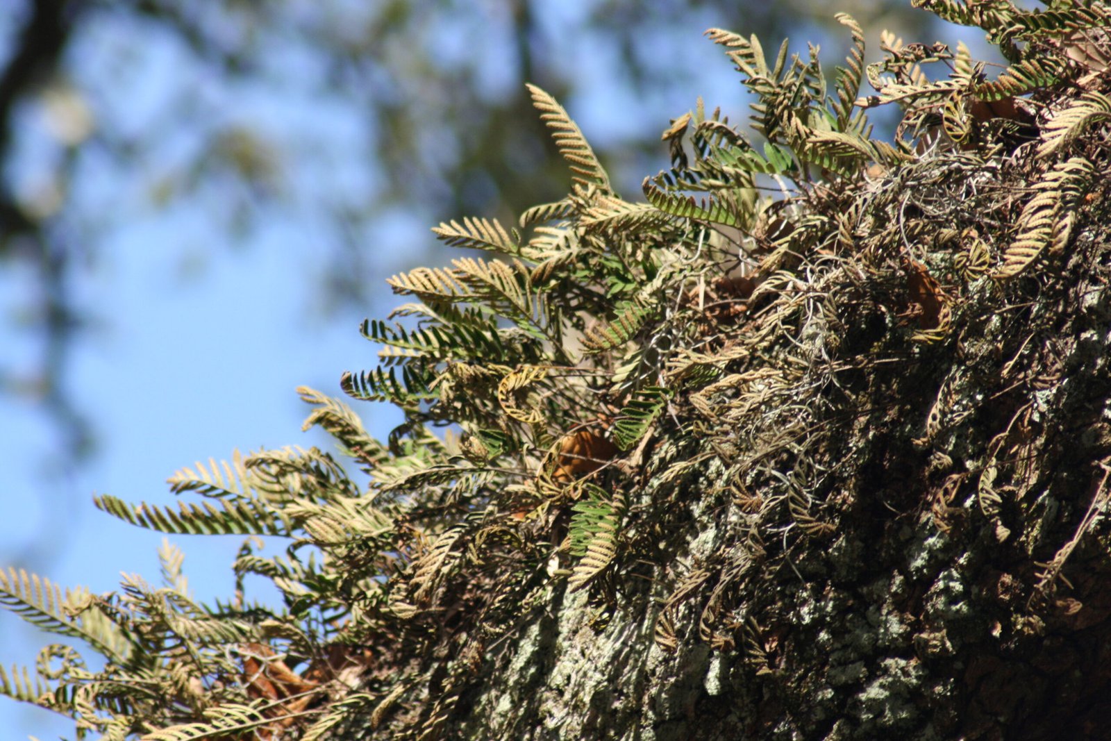 Selaginella lepidophylla: The True Resurrection Fern (image credits: wikimedia)