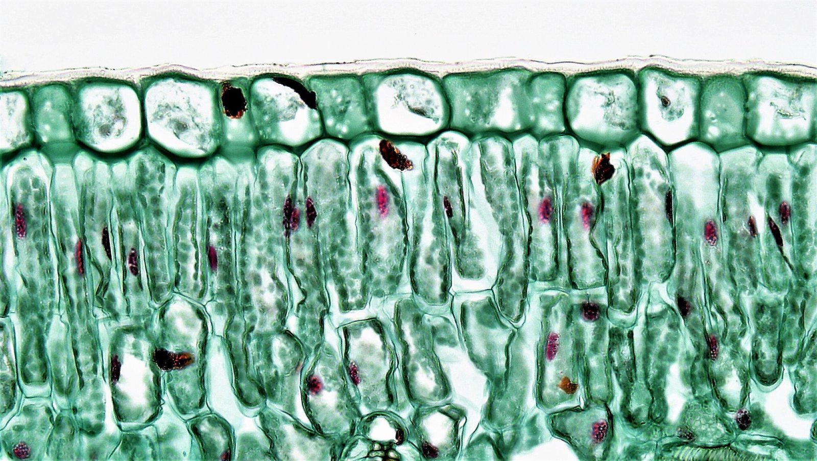Molecular Guardians: Protective Proteins and Sugars (image credits: wikimedia)