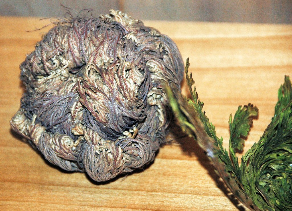 Climate Change Champions: Lessons for Agriculture (image credits: flickr)