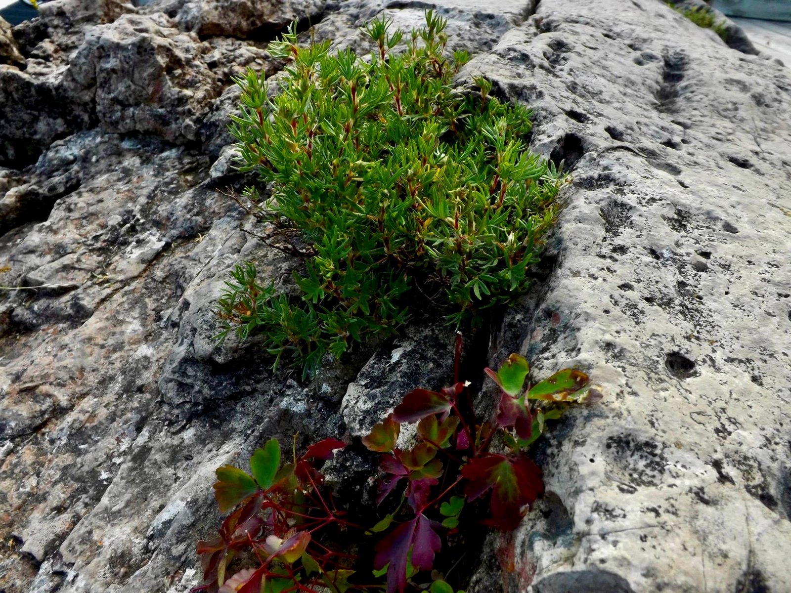 Medical Marvels: Applications in Human Health (image credits: wikimedia)