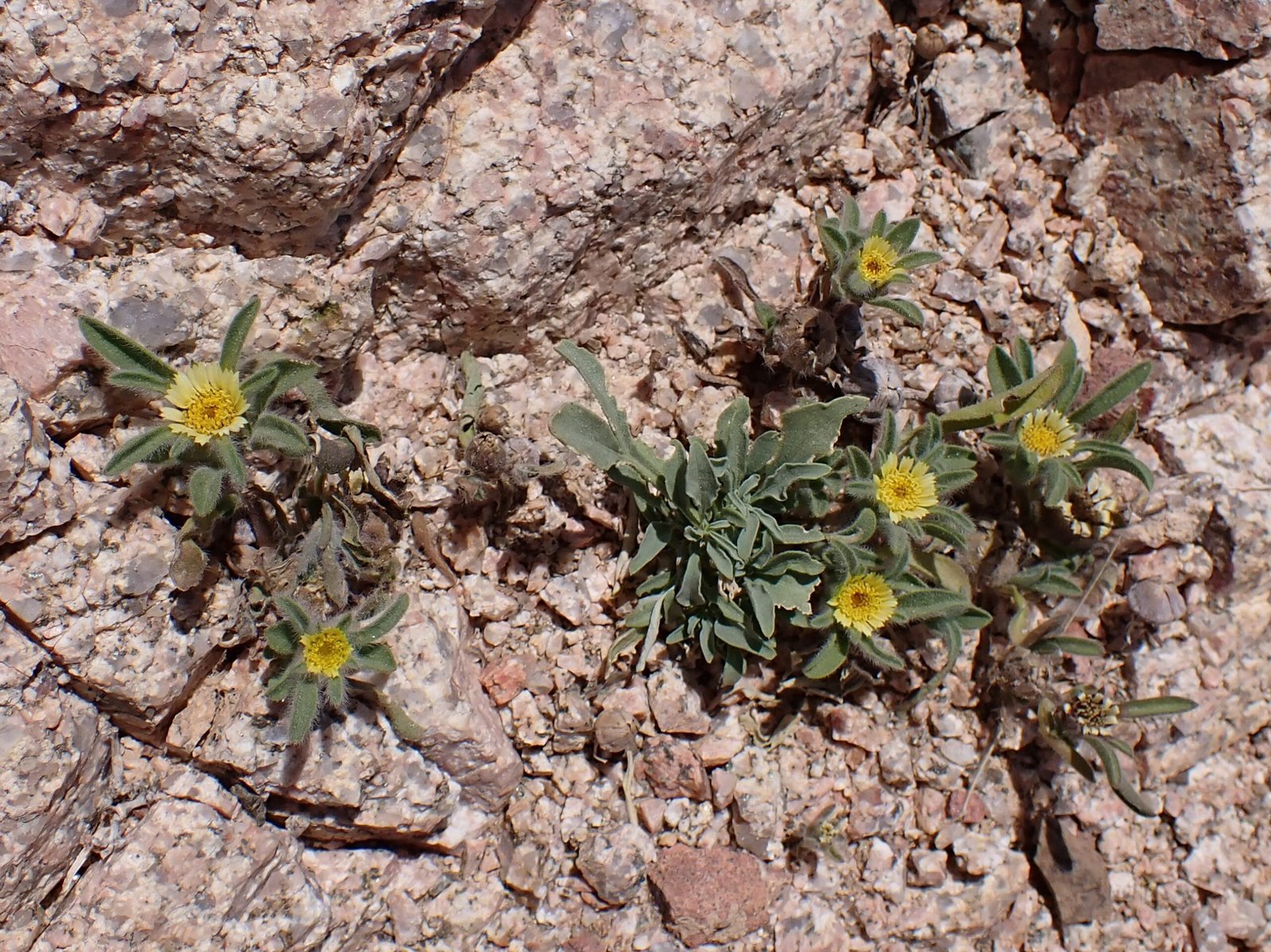 Witnessing Resurrection: Growing Your Own (image credits: wikimedia)