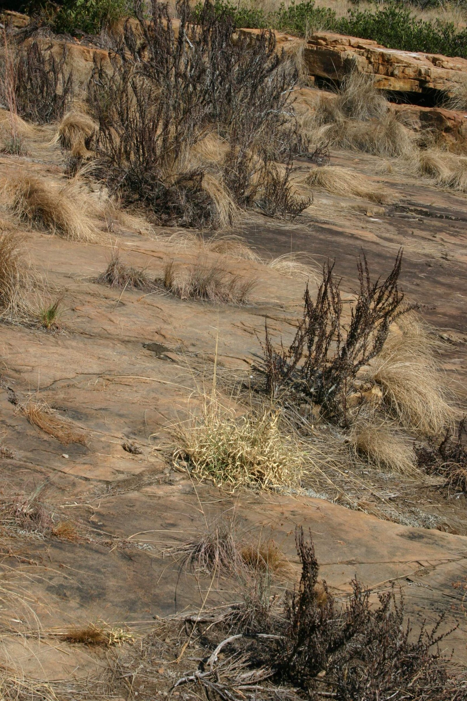 The Philosophy of Plant Death and Resurrection (image credits: By Androstachys, CC BY-SA 3.0, https://commons.wikimedia.org/w/index.php?curid=15603902)