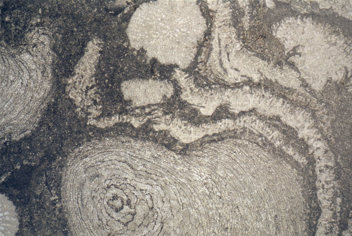 The Triassic Recovery: Life Finds a Way (image credits: wikimedia)
