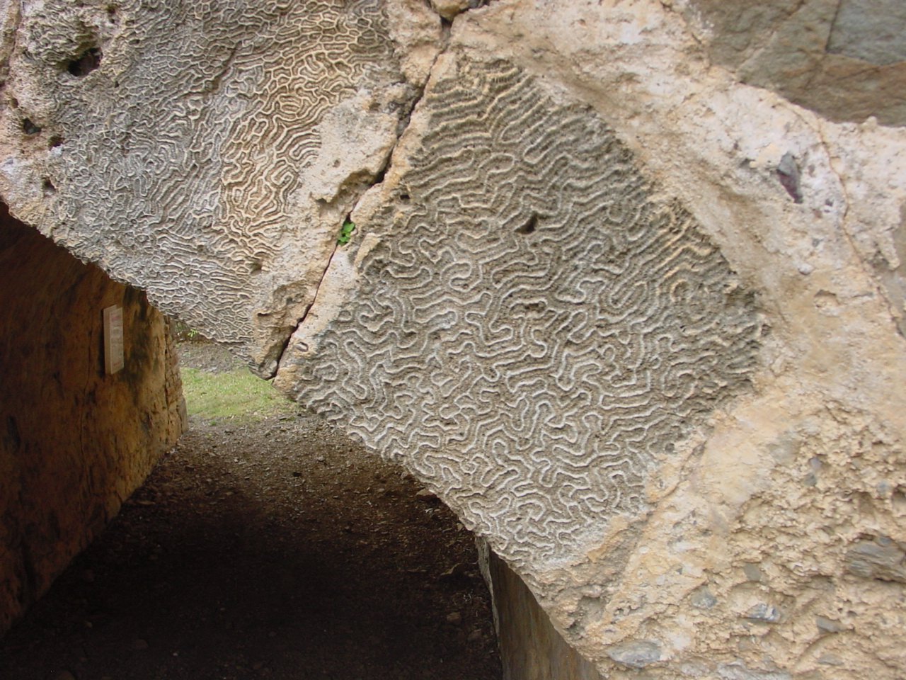 Ancient Reef Chemistry: Reading the Ocean's Memory (image credits: wikimedia)