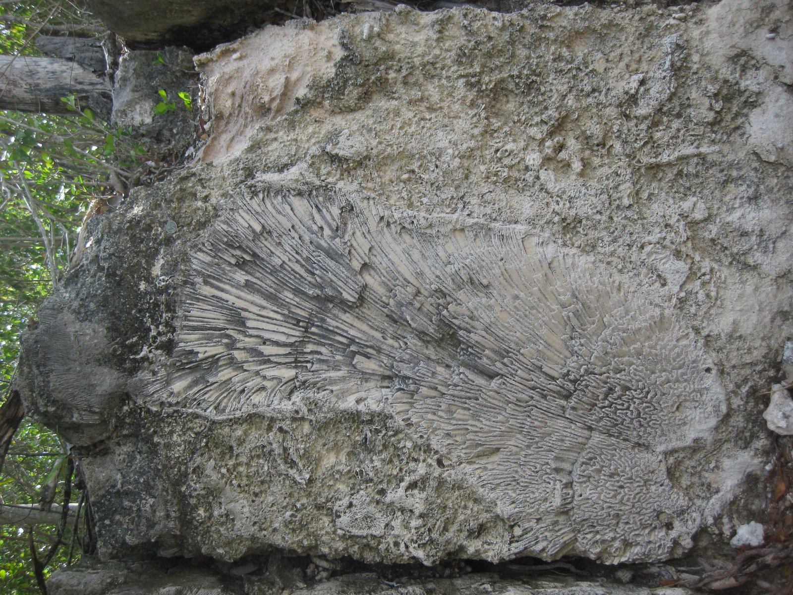 Reef Builders of the Future Past (image credits: wikimedia)