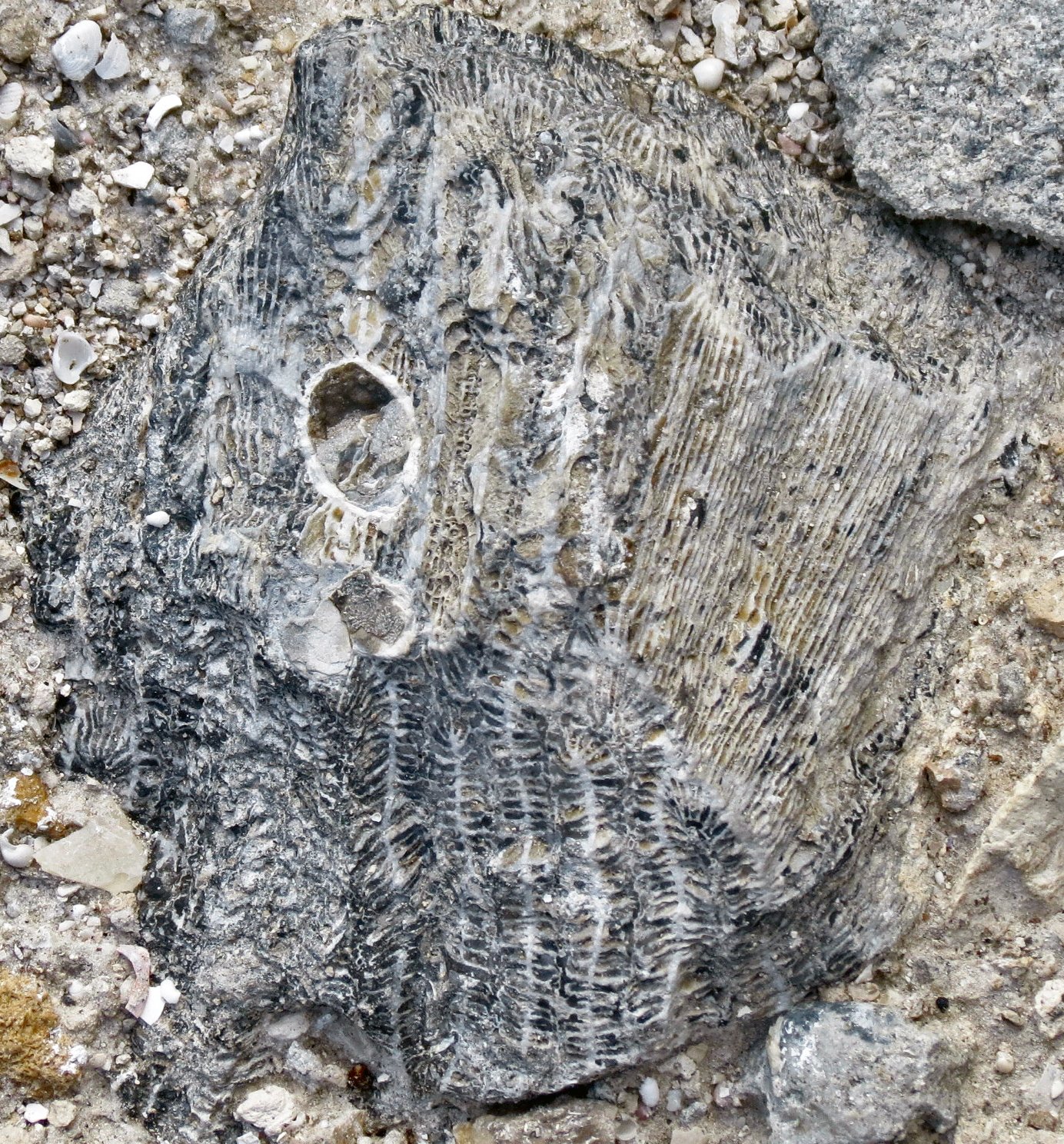Modern Echoes of Ancient Worlds (image credits: wikimedia)