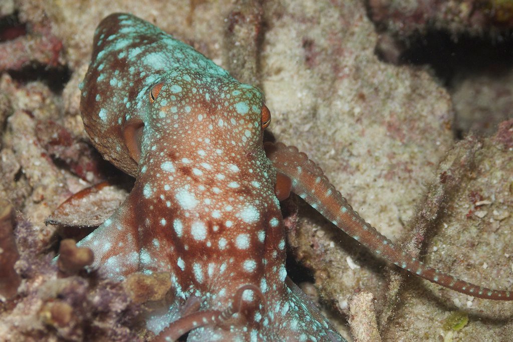 The Cosmic Radiation Resistance (image credits: flickr)