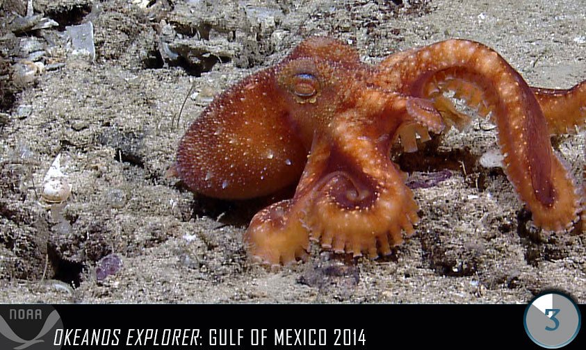 Laboratory Evidence of Alien-Like Behavior (image credits: flickr)