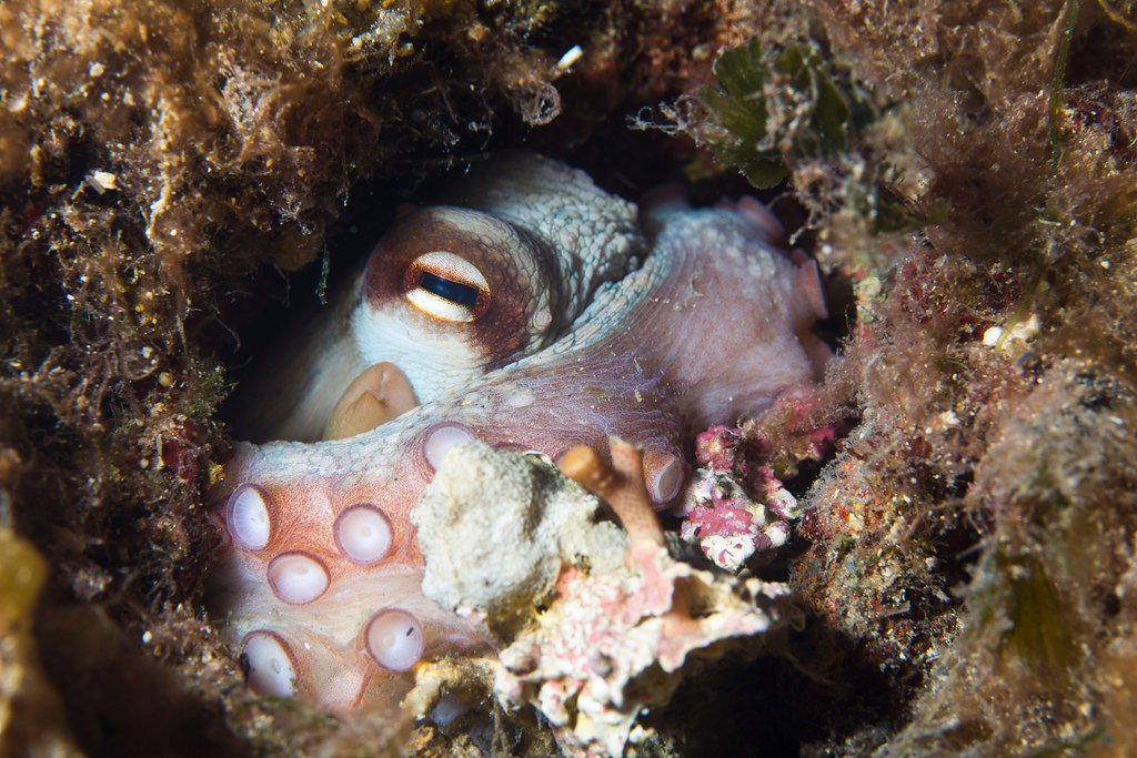 The Implications for Life in the Universe (image credits: flickr)