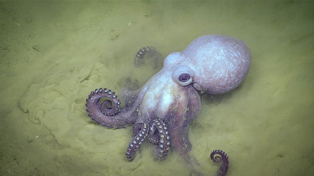 The Future of Octopus Research (image credits: flickr)