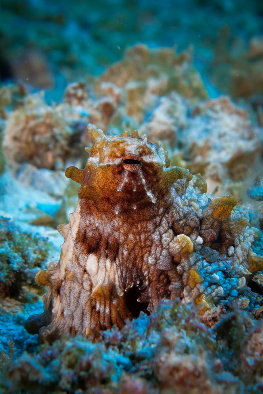 Octopuses Are Not From Earth? The Controversial Panspermia Theory