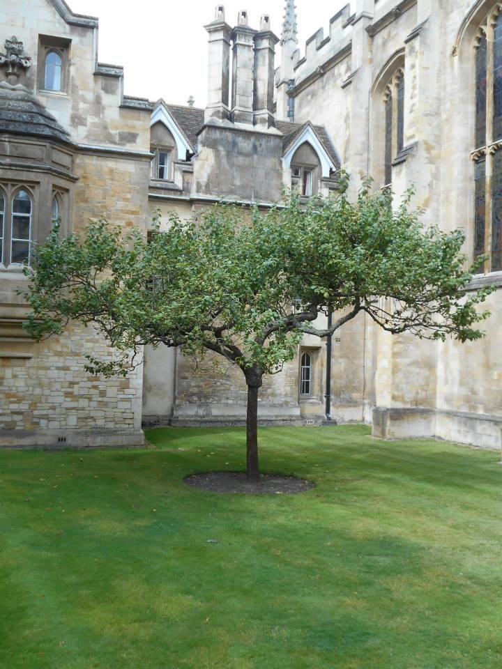 The Apple That Started a Revolution (image credits: wikimedia)