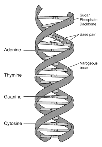 Watson and Crick's Double Helix Breakthrough (image credits: wikimedia)