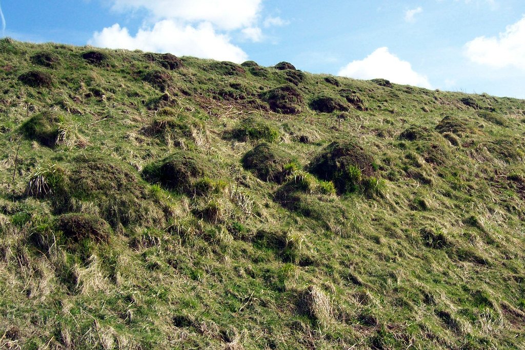 Conclusion: The Wisdom of the Soil (image credits: flickr)