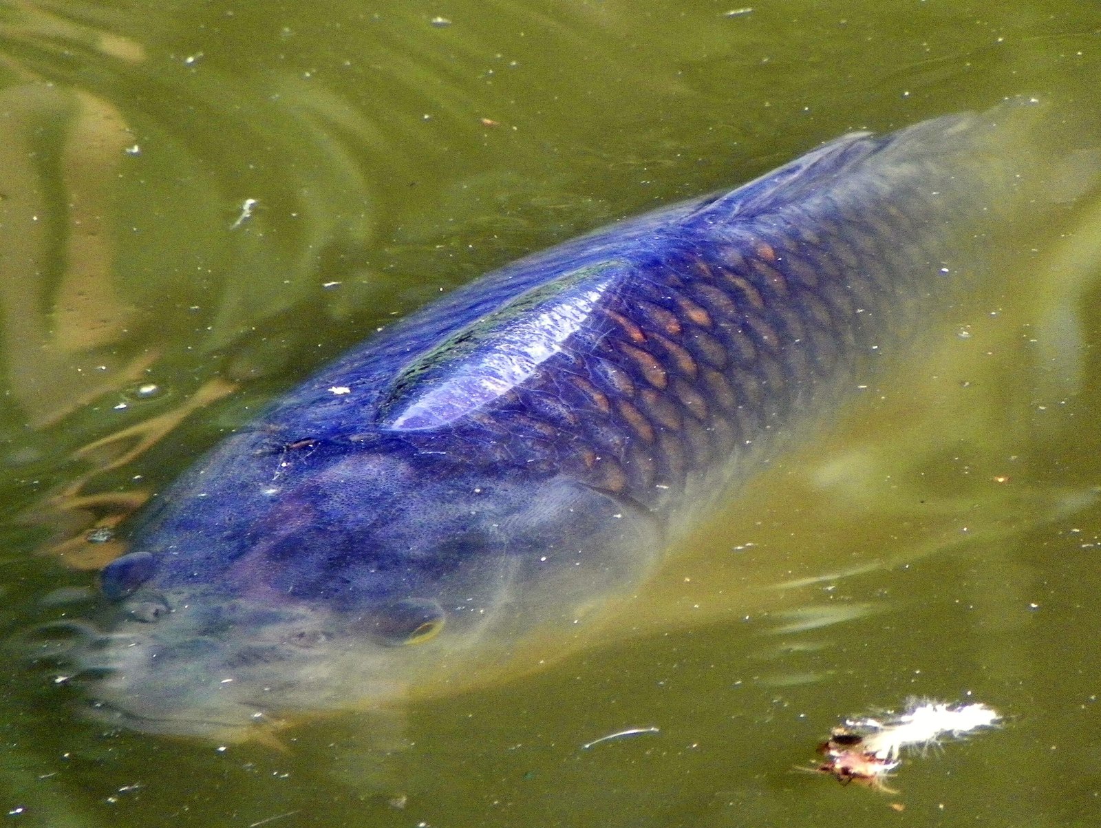 The Common Carp: Nature's Survivor (image credits: wikimedia)