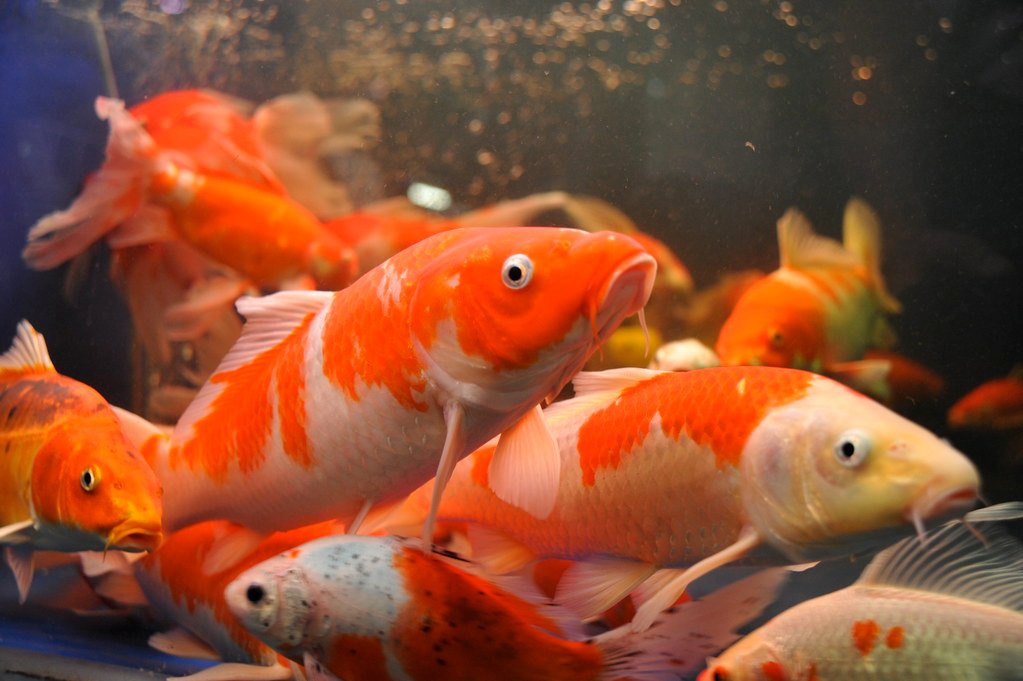 The Birth of Koi: From Food to Art (image credits: flickr)