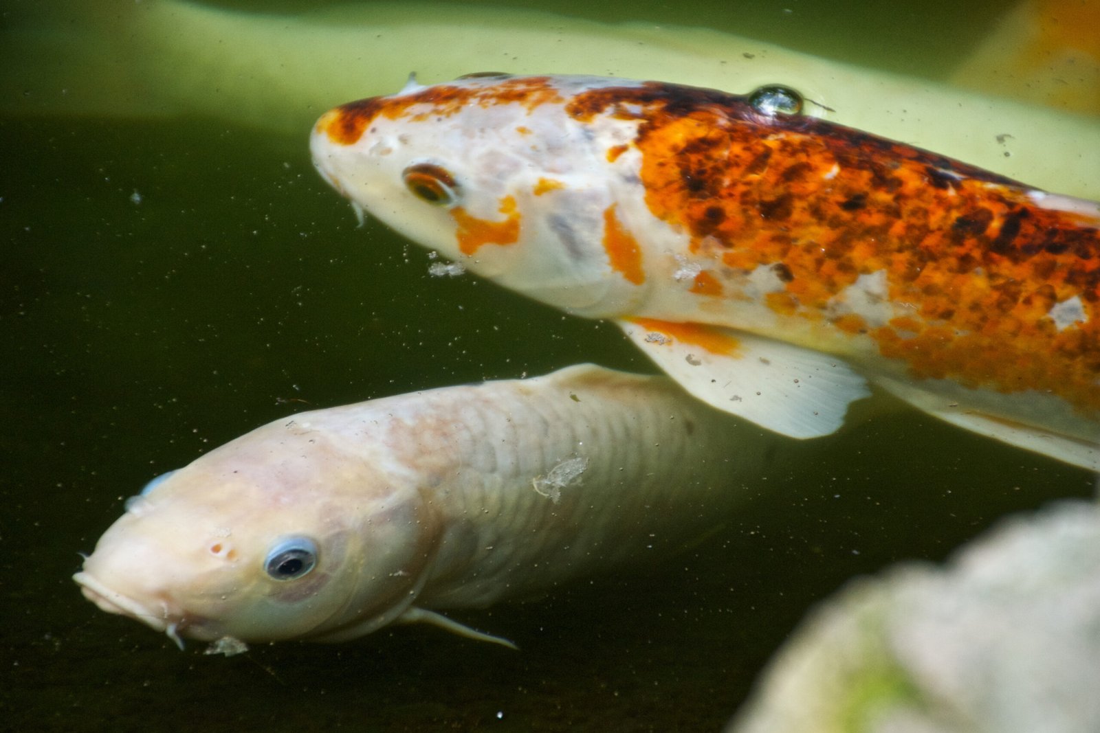 Varieties and Classification: A Rainbow Underwater (image credits: wikimedia)