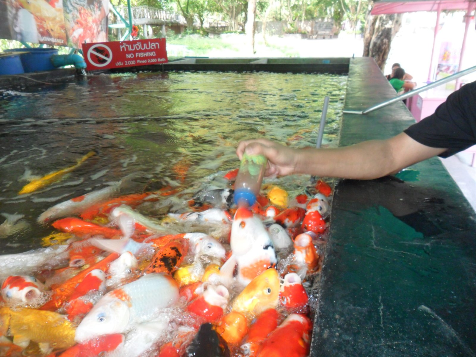 Nutrition and Health: The Science of Koi Care (image credits: wikimedia)