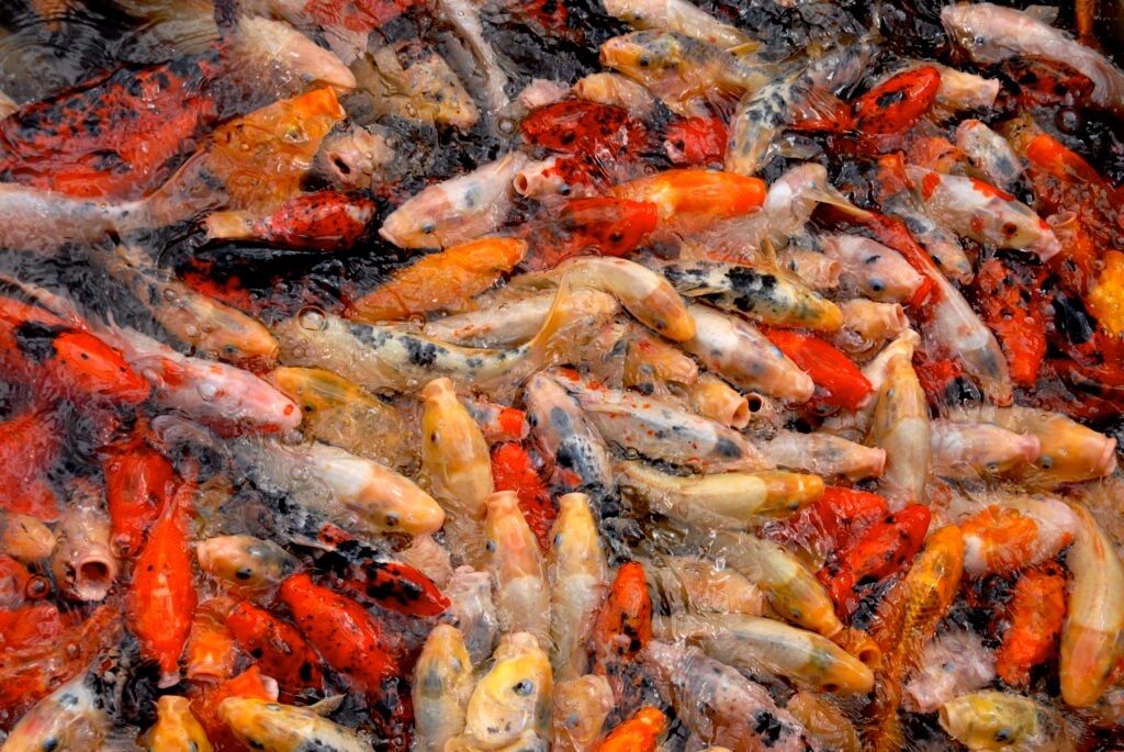 Koi and Carp: Evolutionary Cousins With a Shared Past