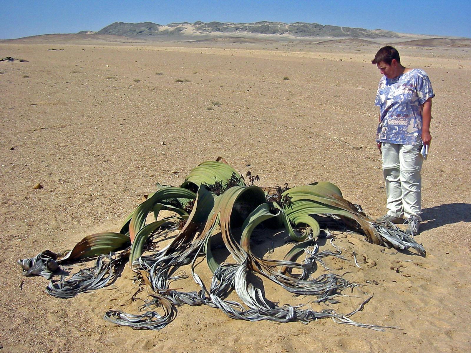Welwitschia: The Desert Time Traveler (image credits: By Thomas Schoch, CC BY-SA 3.0, https://commons.wikimedia.org/w/index.php?curid=650583)