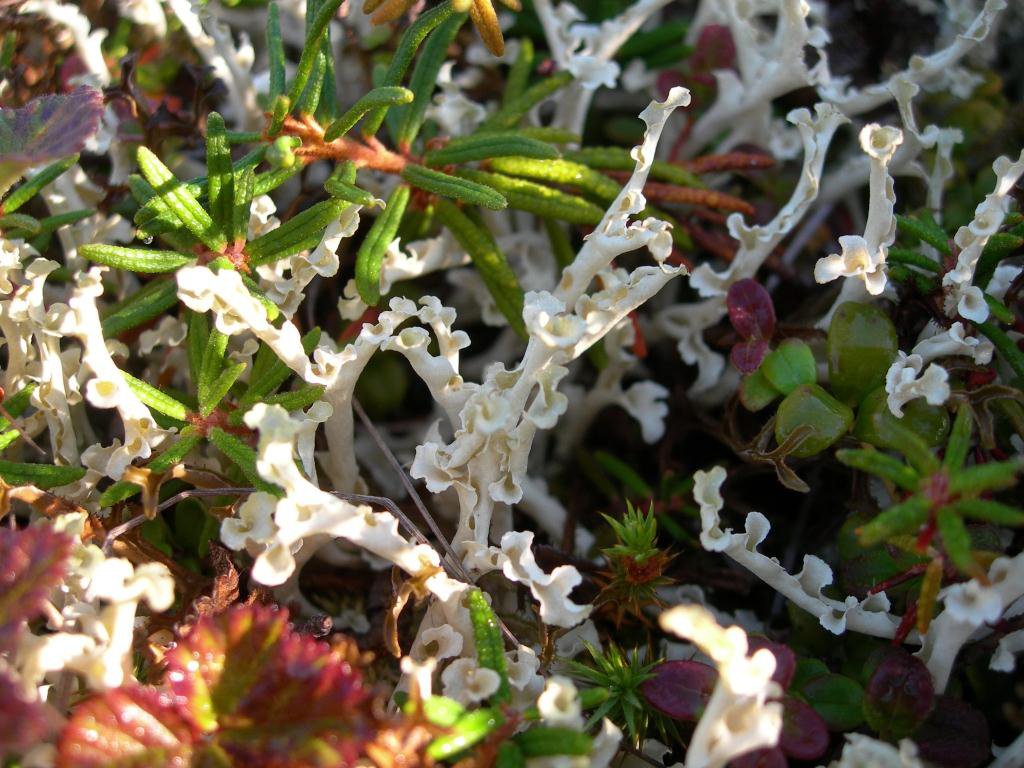 Arctic Willow: The Carpet of Survival (image credits: wikimedia)