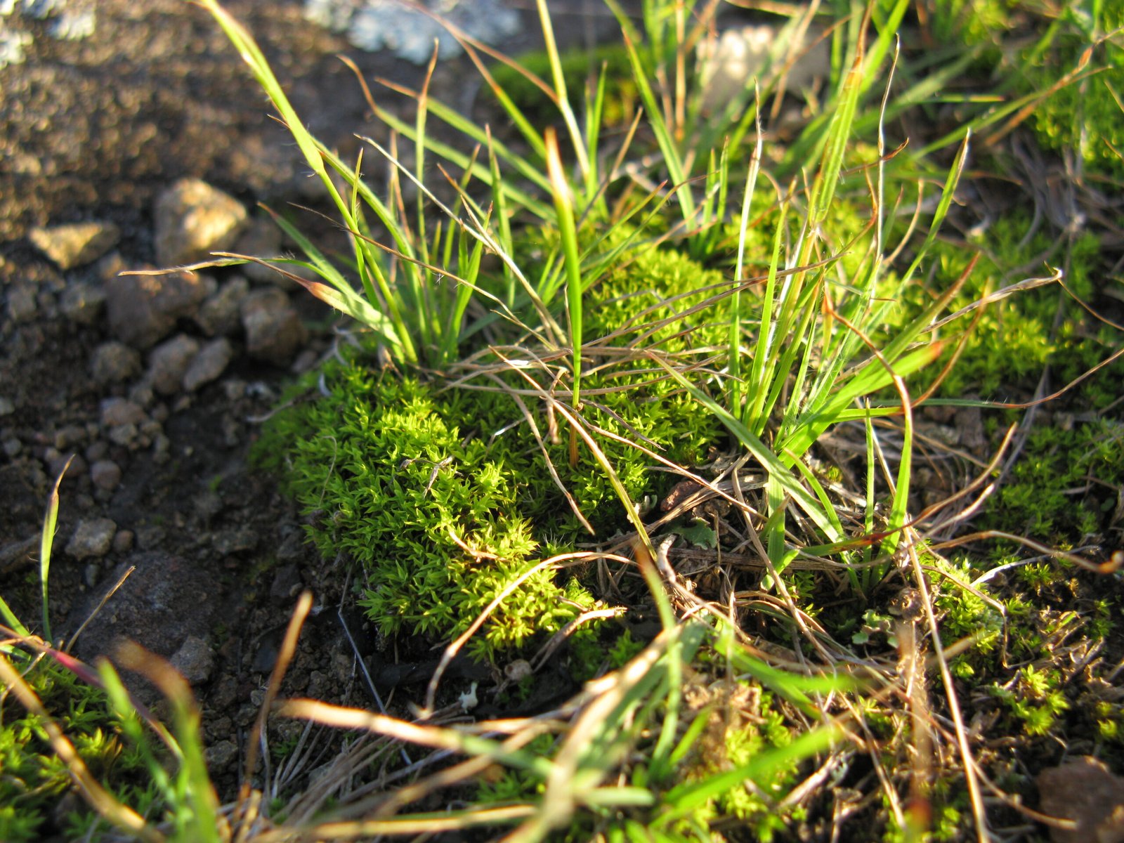 Resurrection Plant: Death and Rebirth Mastery (image credits: wikimedia)