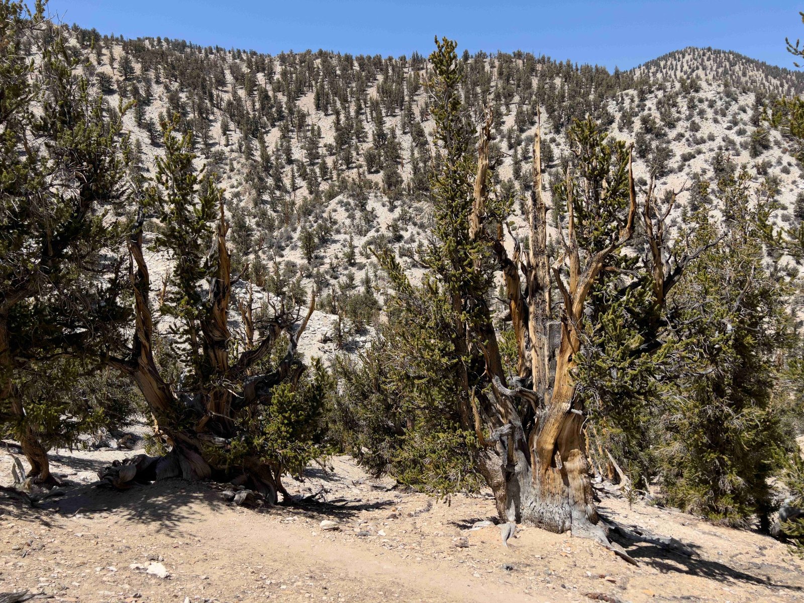 Bristlecone Pine: The Methuselah of Trees (image credits: wikimedia)