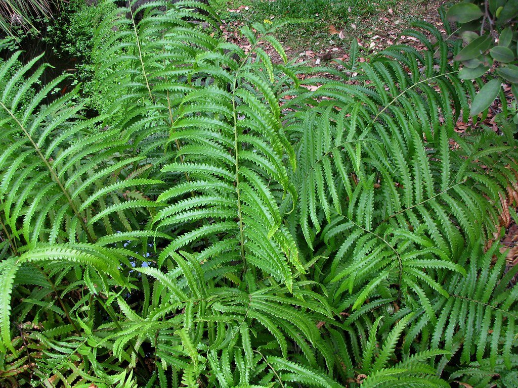 Ferns: Spore-Powered Survivors (image credits: flickr)
