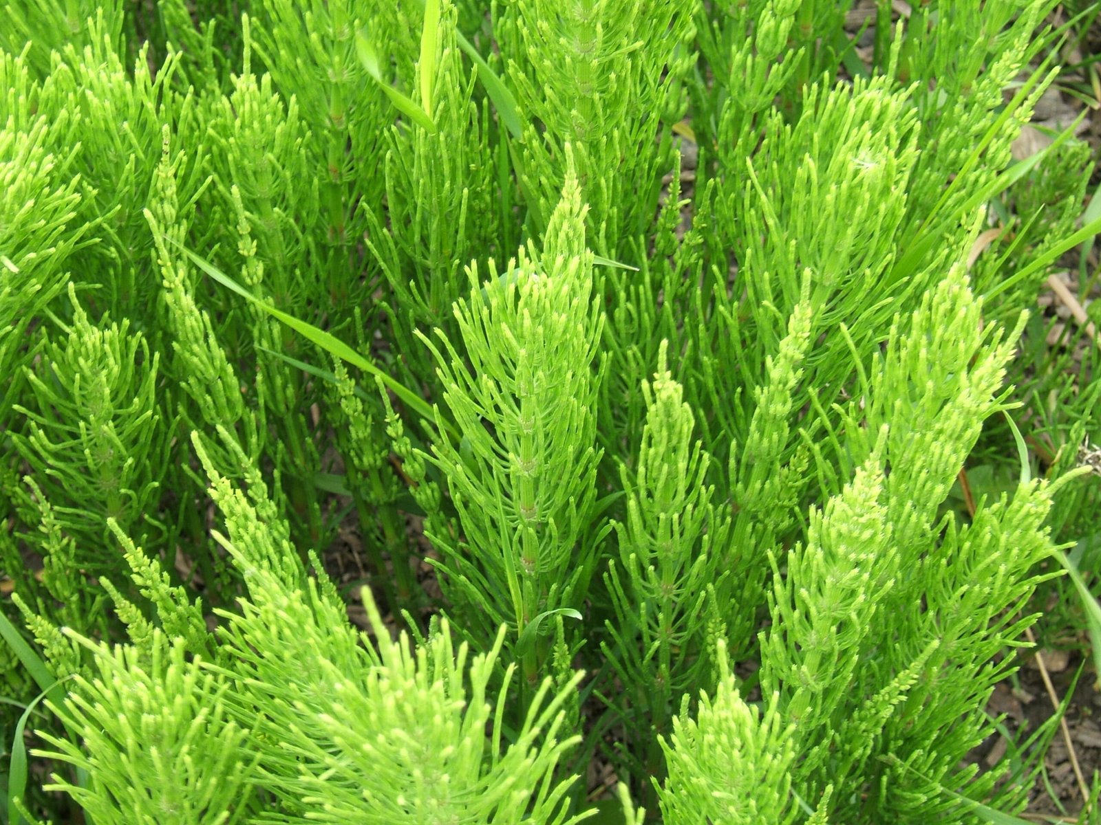 Horsetails: Living Fossils of the Wetlands (image credits: wikimedia)