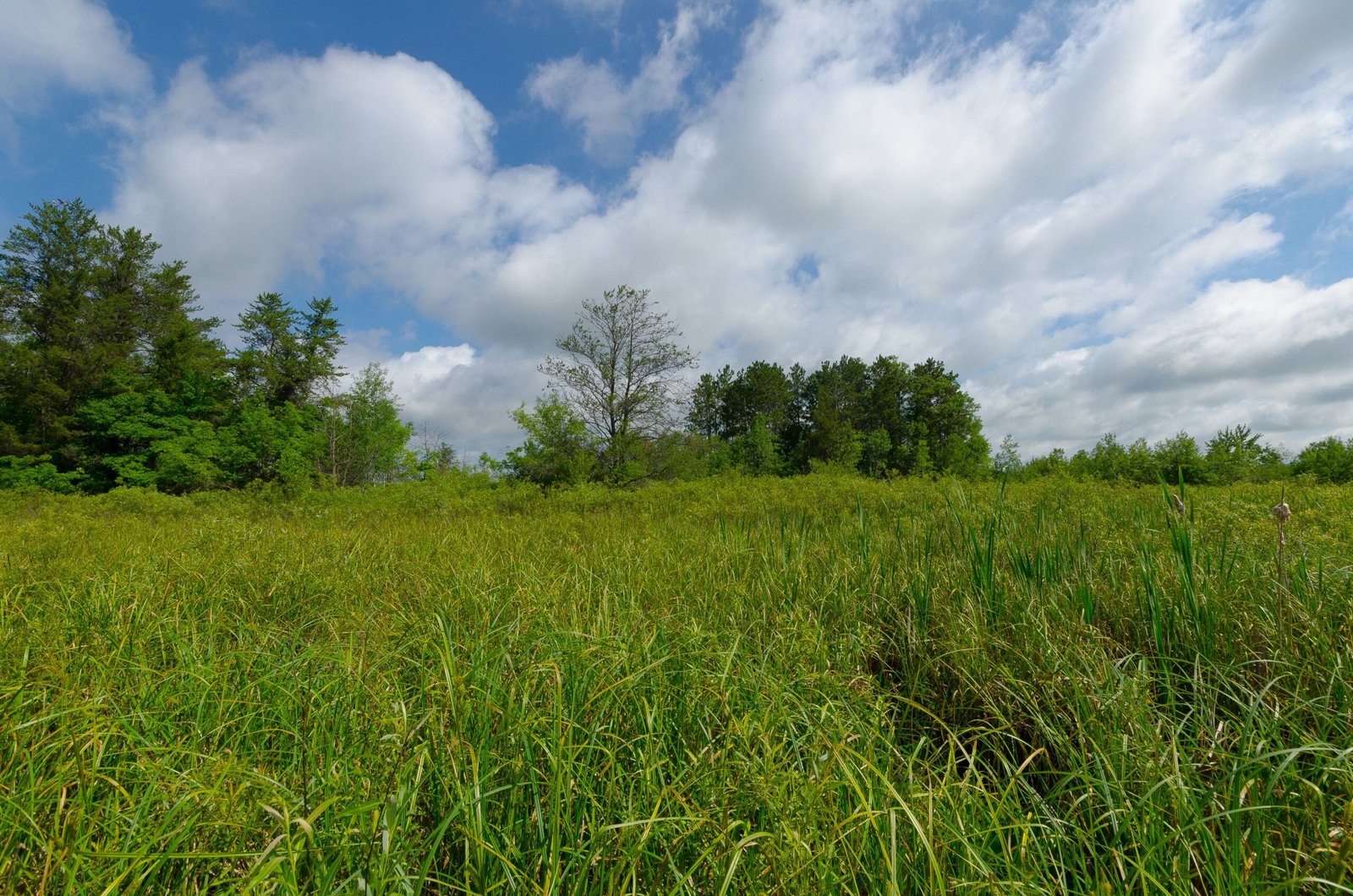Sedges: The Grassland Survivors (image credits: wikimedia)