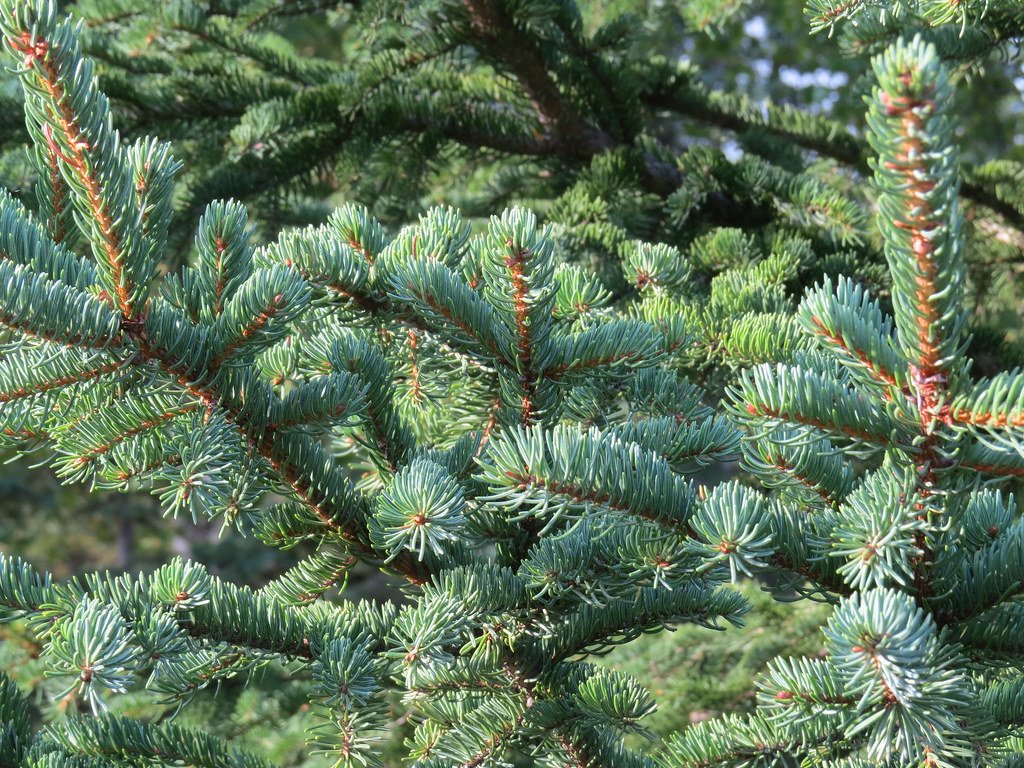 Evergreen Conifers: The Needle Strategy (image credits: flickr)