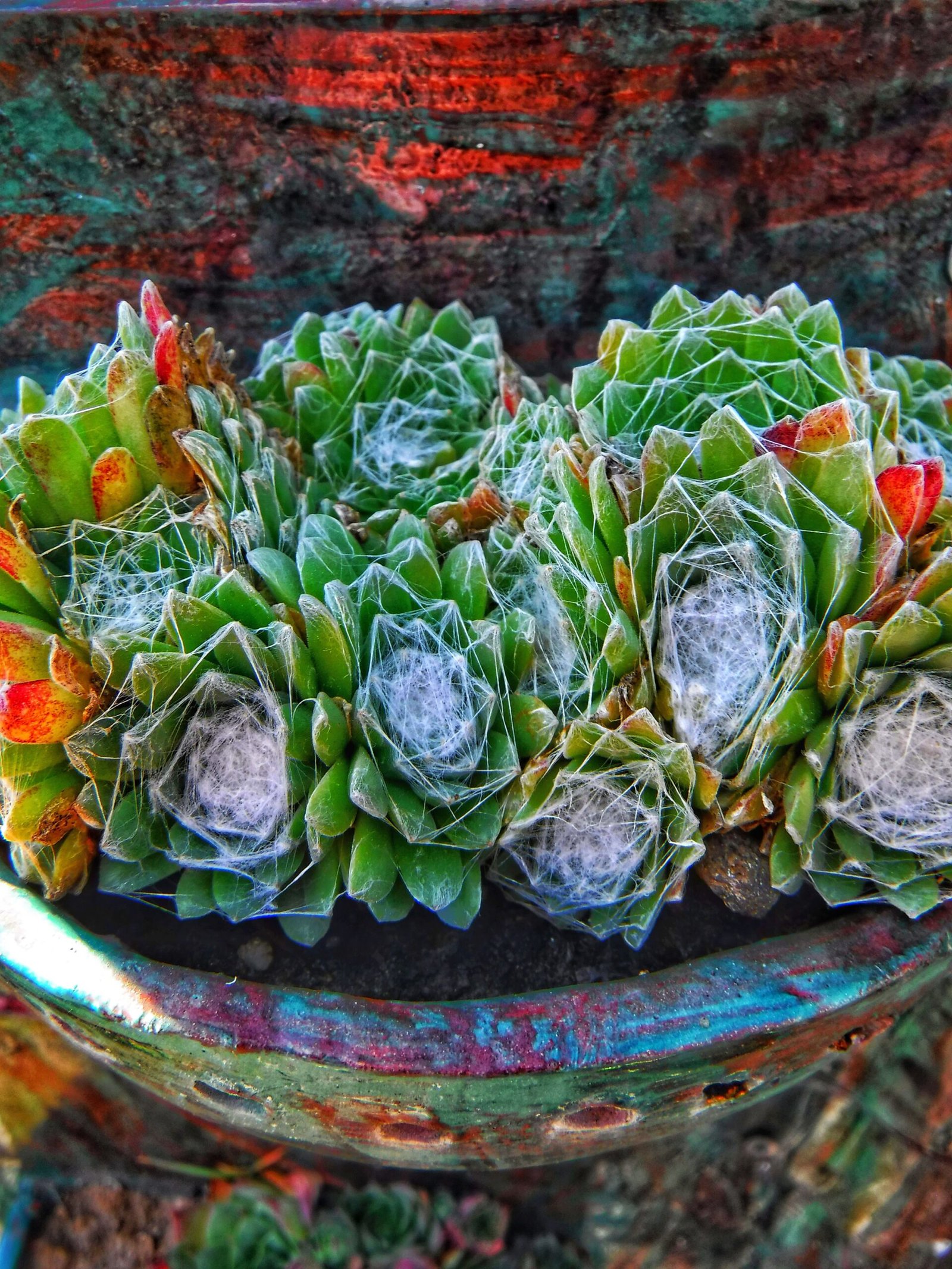 Succulent Survivors: Water Storage Masters (image credits: wikimedia)