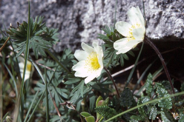Mountain Avens: The Arctic Rose (image credits: wikimedia)