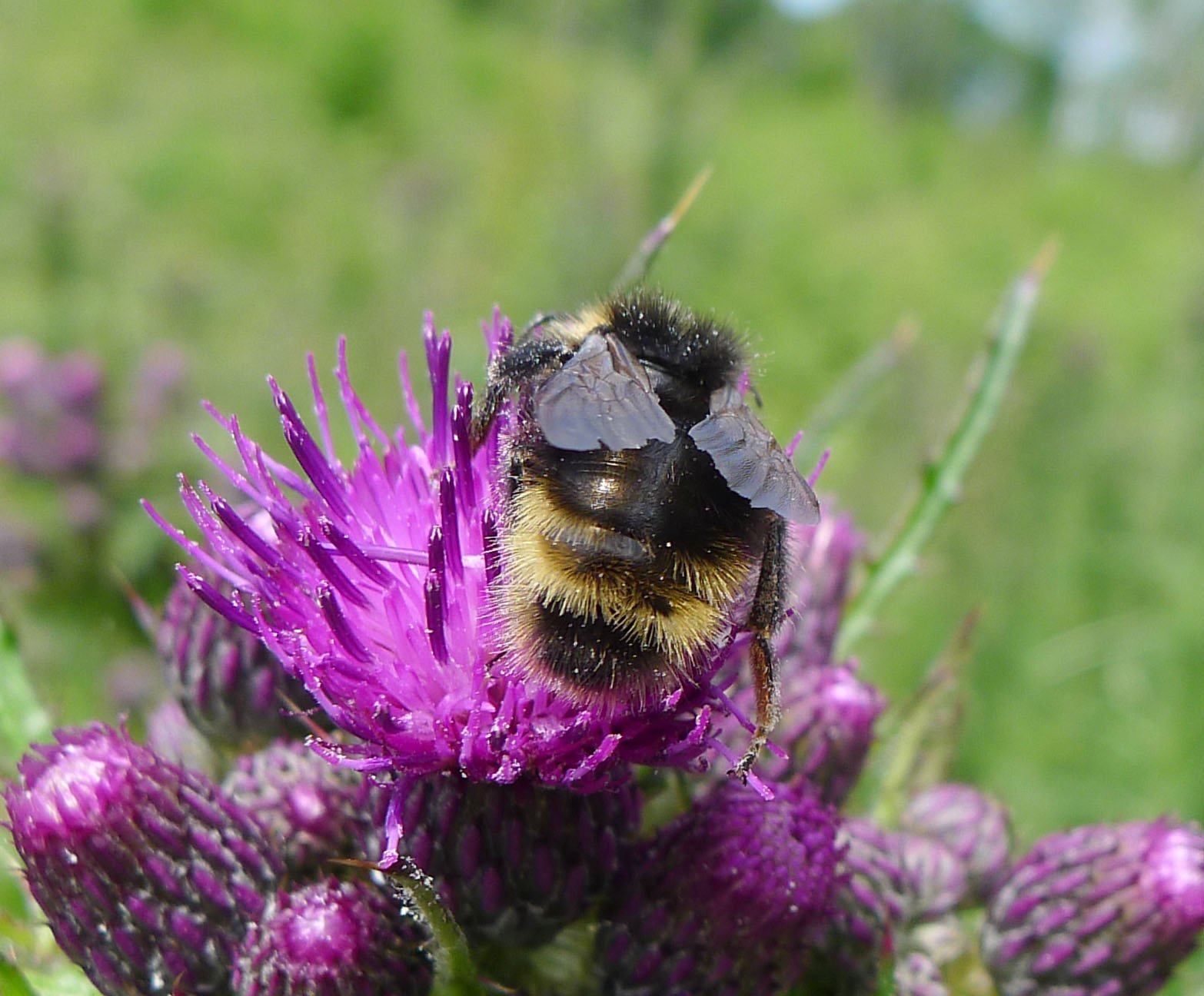The Bee That Borrows Without Asking (image credits: wikimedia)