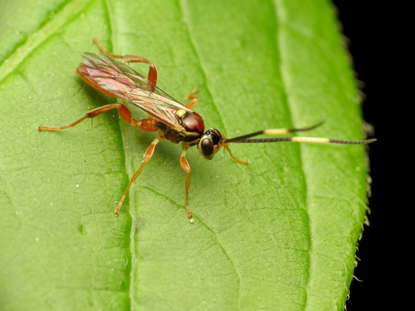 The Wasp That Performs Surgery (image credits: wikimedia)