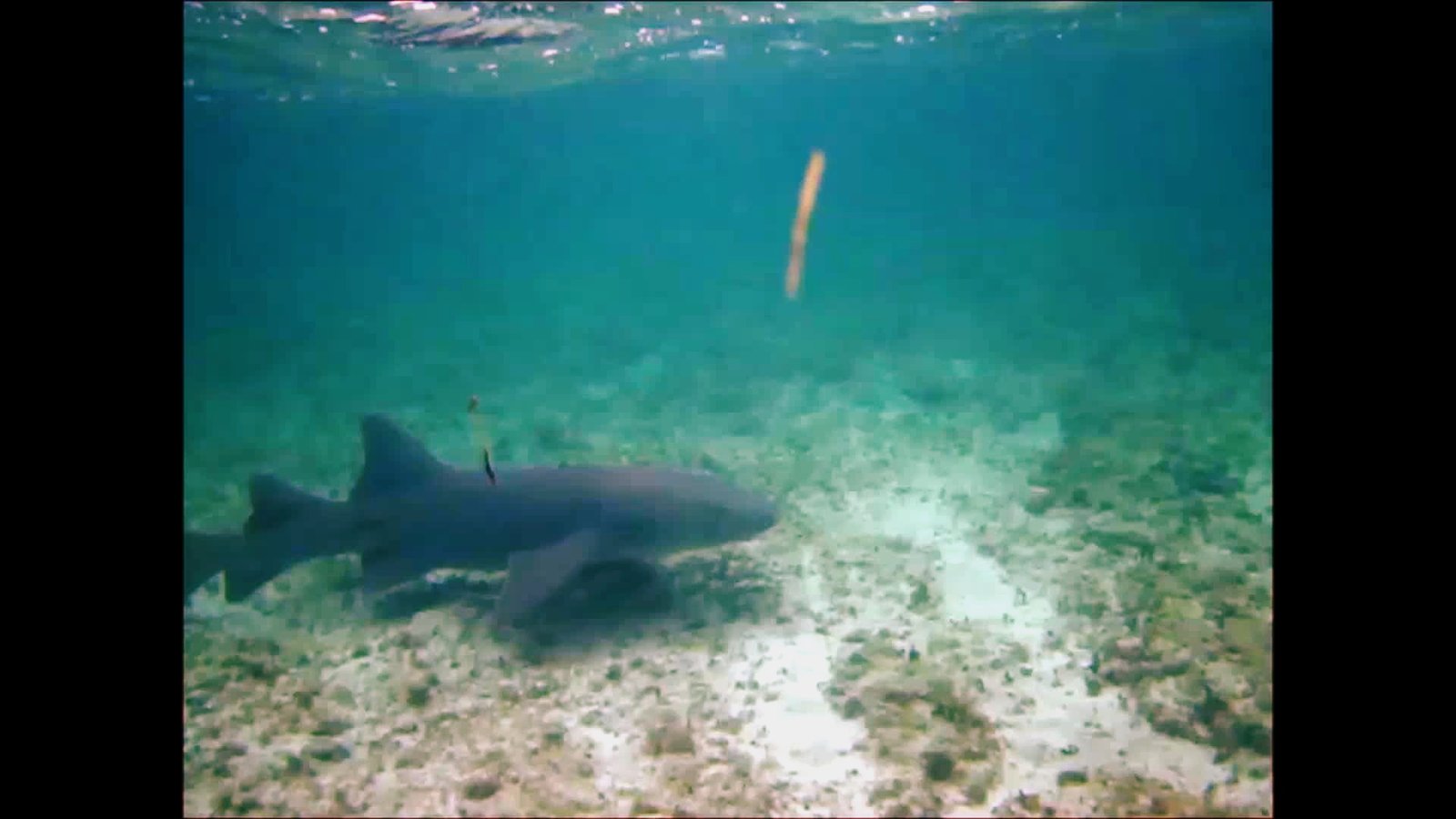 The Remora's Hitchhiking Etiquette (image credits: wikimedia)