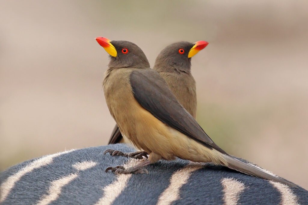 The Moth That Drinks Tears — and Other Surprisingly Polite Parasites