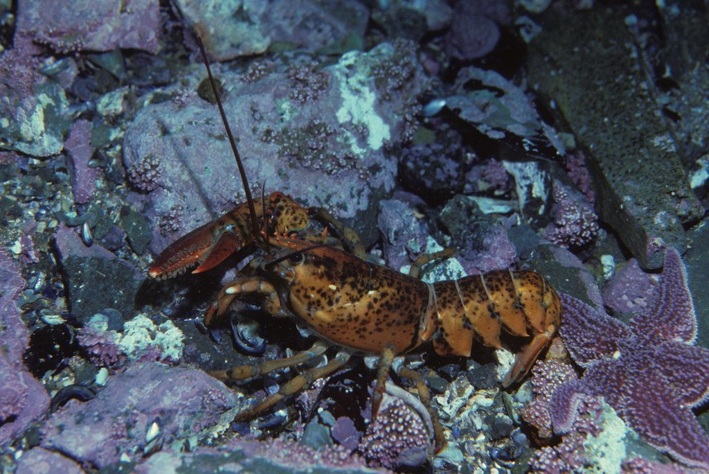 The Great Lobster Migration Mystery (image credits: flickr)