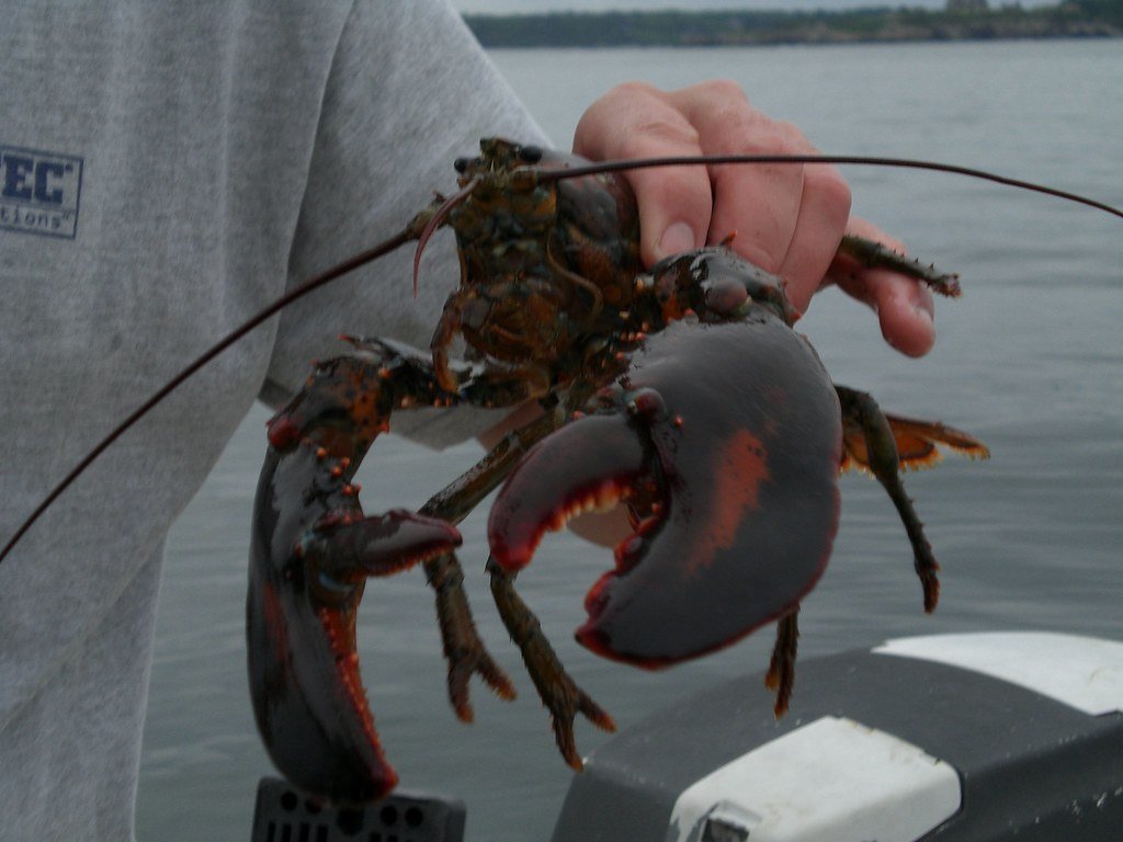 The Lobster Fishing Industry and Human Impact (image credits: flickr)