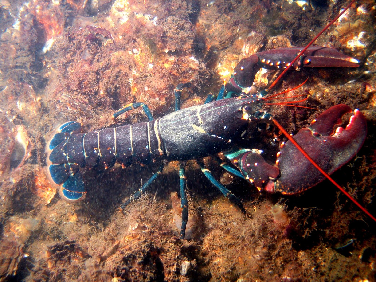 The American Lobster: Cold Water, Claws, and the Surprising Complexity of Crustacean Life