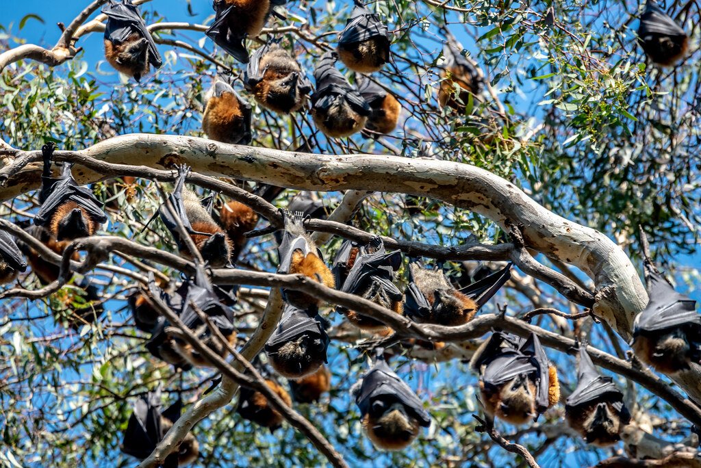 Conservation Implications of Social Bonds (image credits: flickr)