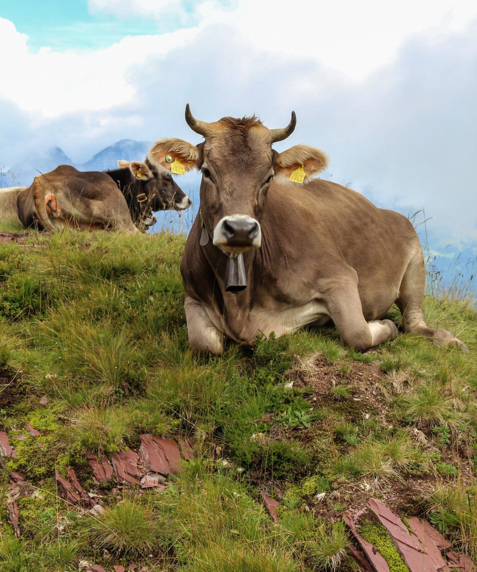 What Cows Can Teach Us About Domestication and Behavior