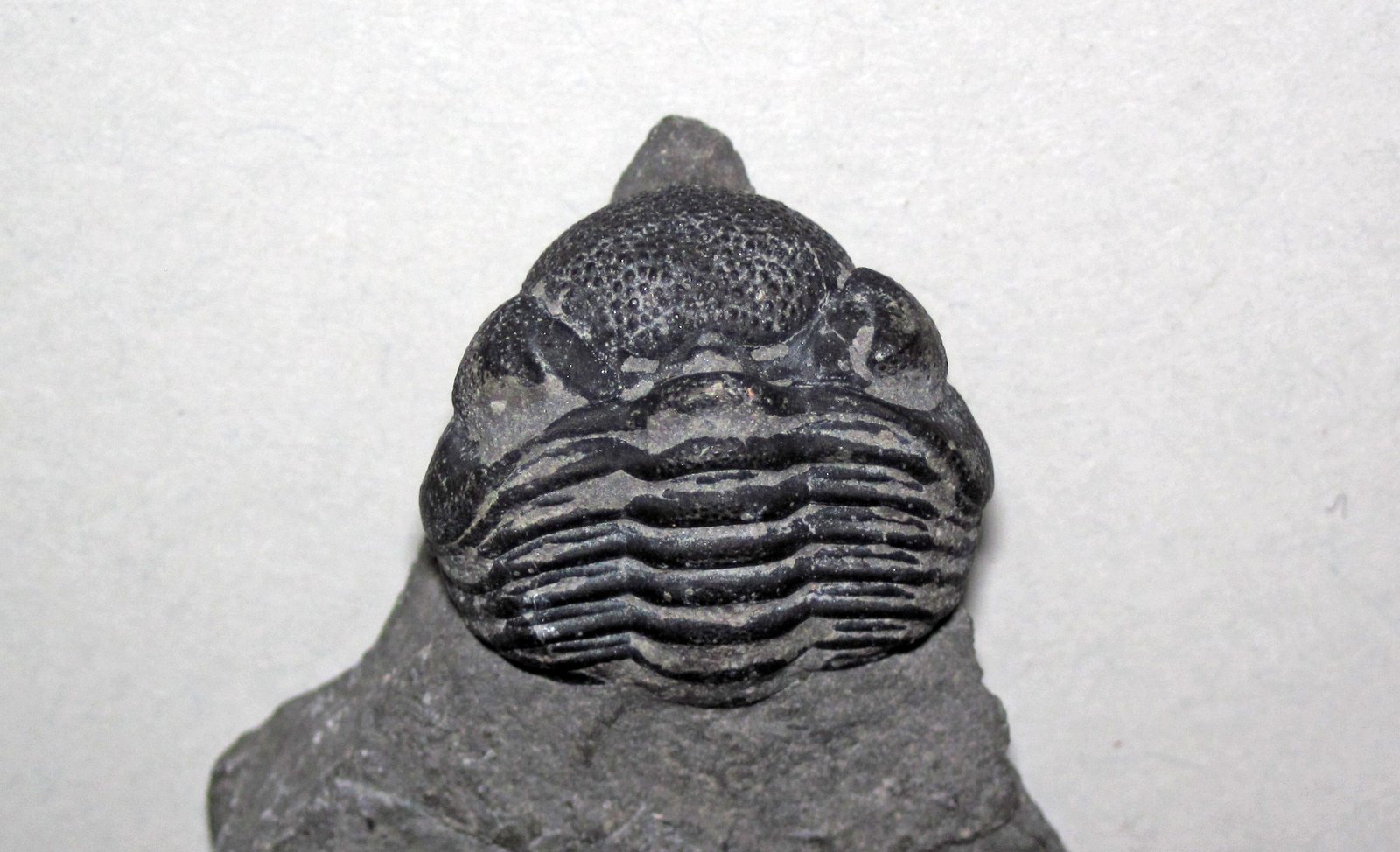 Trilobites: The End of an Era (image credits: wikimedia)