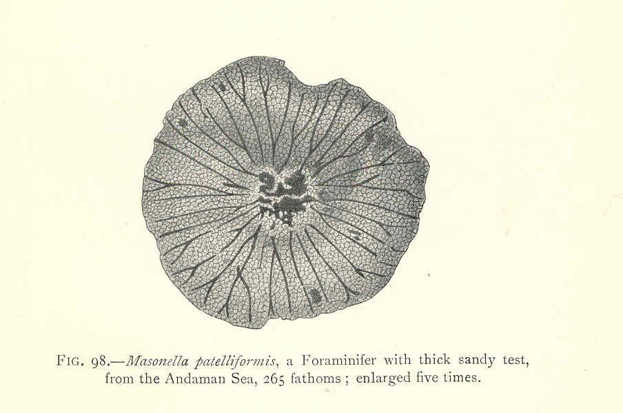 Microscopic Mayhem: When the Food Web Collapsed (image credits: wikimedia)