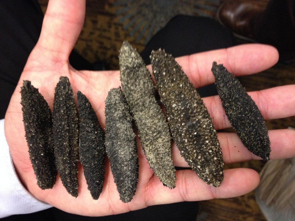 Not Just a One-Trick Pony (image credits: flickr)