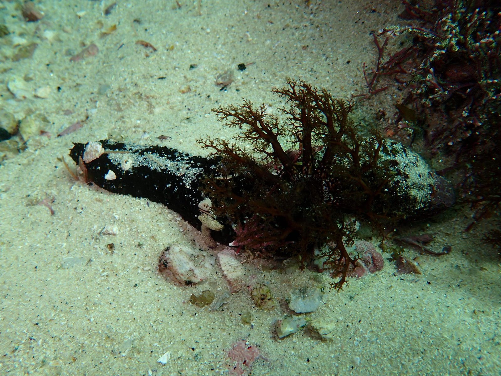 The Evolutionary Advantage (image credits: By Peter Southwood, CC BY-SA 4.0, https://commons.wikimedia.org/w/index.php?curid=83247736)