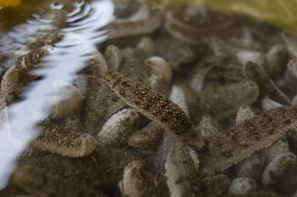 Beyond Defense: Other Uses (image credits: flickr)